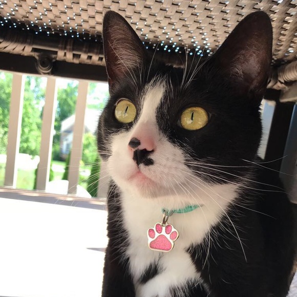 Meet your Posher, Laney - Picture 1 of 1